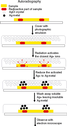 textbook:nrctextbook:principles_of_autoradiography_fig_13_2.png